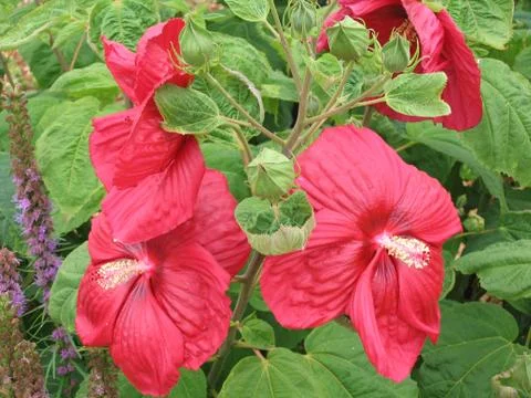 Hibiscus Fotos de archivo