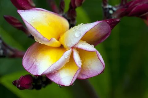 Hibiscus Stock Photos