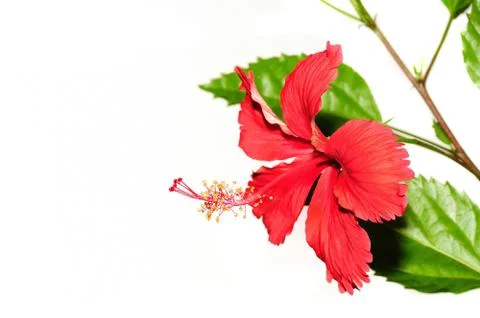Hibiscus Stock Photos