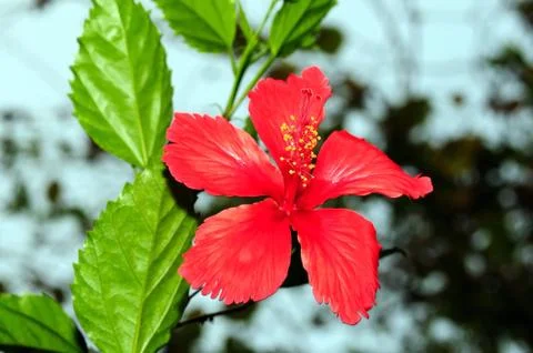 Hibiscus Stock Photos