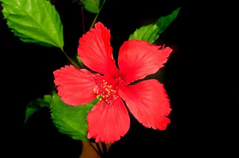 Hibiscus Stock Photos