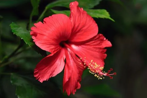 Hibiscus Stock Photos