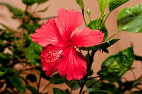 Hibiscus Stock Photos