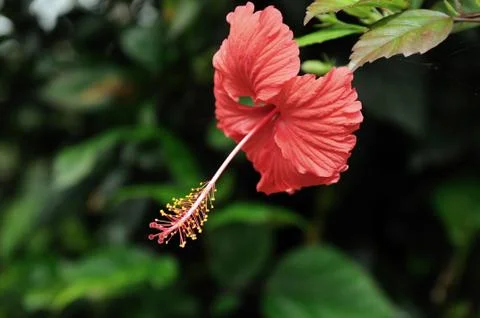 Hibiscus Stock Photos