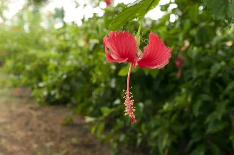 Hibiscus Stock Photos