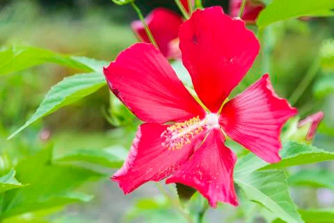 Hibiscus Stock Photos