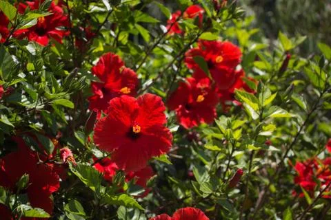 Hibiscus Stock Photos