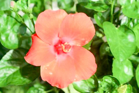 Hibiscus Stock Photos