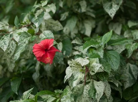HIBISCUS Stock Photos