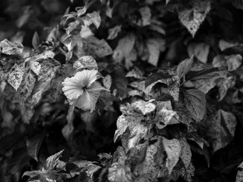 HIBISCUS Stock Photos