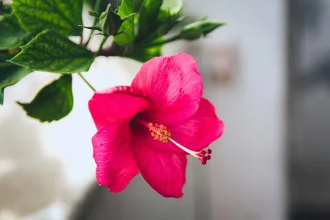 Hibiscus Stock Photos