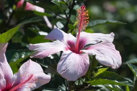 Hibiscus Stock Photos