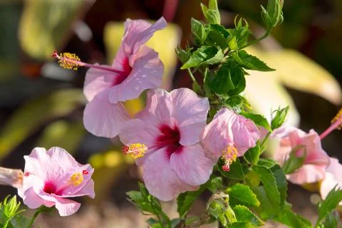 Hibiscus Stock Photos