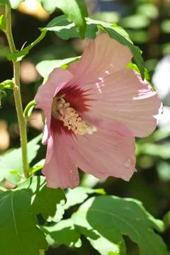 Hibiscus Stock Photos