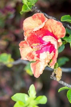 Hibiscus Stock Photos