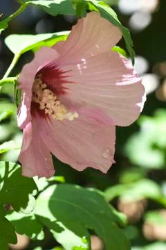 Hibiscus Stock Photos