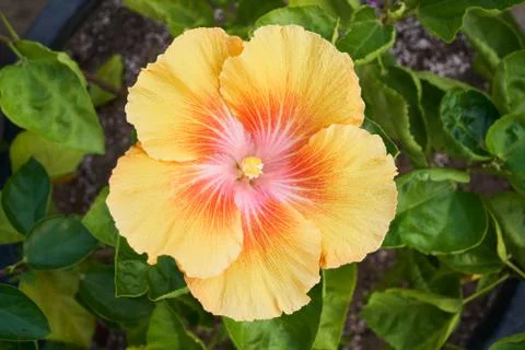 Hibiscus Stock Photos