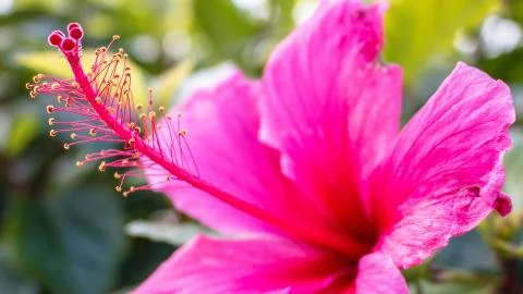 HIBISCUS Stock Photos