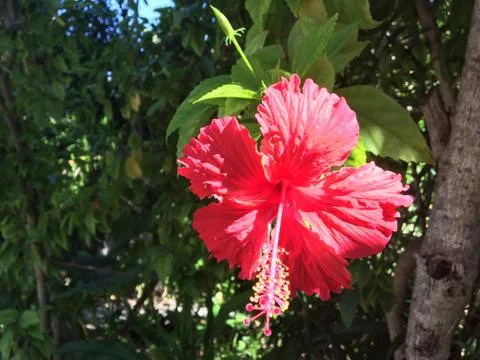 Hibiscus Fotos de archivo