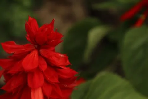 Hibiscus Stock Photos