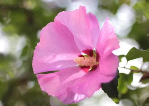 Hibiscus Stock Photos