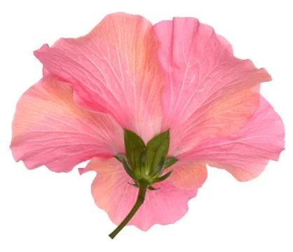 Hibiscus Stock Photos