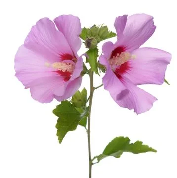 Hibiscus Stock Photos