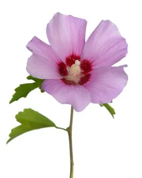 Hibiscus Stock Photos