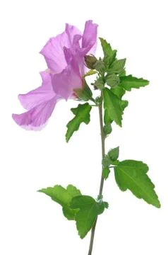 Hibiscus Stock Photos