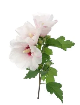 Hibiscus Stock Photos