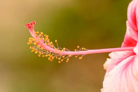 Hibiscus Stock Photos