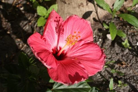Hibiscus Foto stock