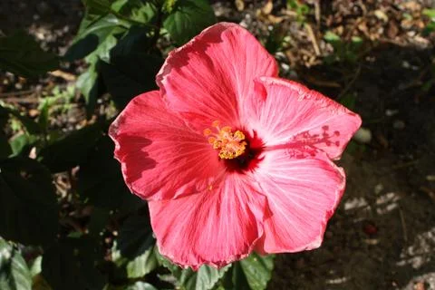 Hibiscus Stock Photos