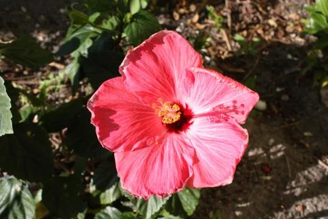 Hibiscus Stock Photos
