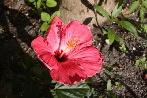 Hibiscus Foto stock