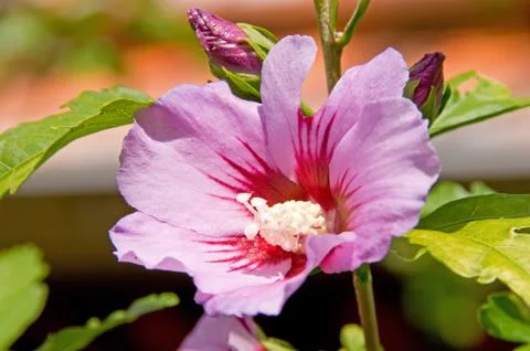 Hibiscus Foto stock