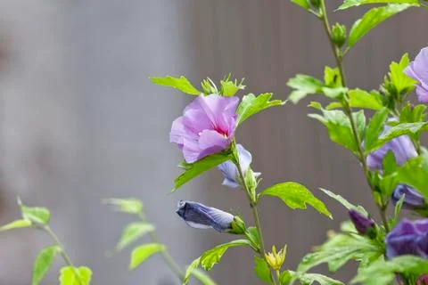 Hibiscus. Stock Photos