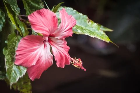 Hibiscus Stock Photos