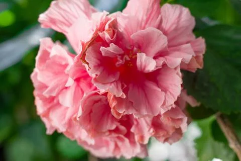 Hibiscus Stock Photos