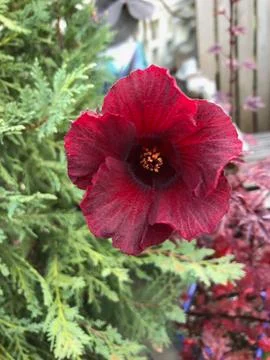 Hibiscus 写真素材