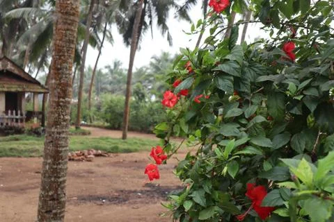 Hibiscus Stock Photos