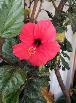 Hibiscus Stock Photos