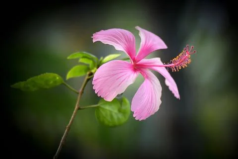 Hibiscus Foto stock