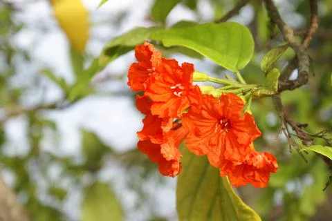 Hibiscus Stock Photos