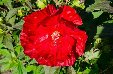 Hibiscus Stock Photos