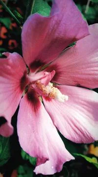 Hibiscus Stock Photos