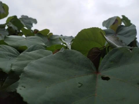 Hibiscus Stock-Fotos