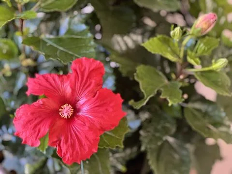Hibiscus Stock Photos