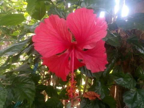 Hibiscus Foto stock