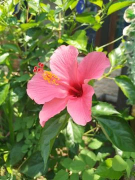 Hibiscus Stock Photos
